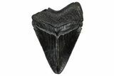 Serrated, Juvenile Megalodon Tooth - South Carolina #332179-1